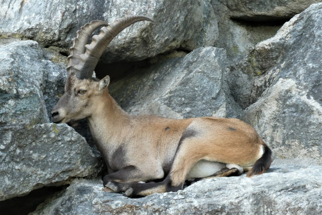 Alpenzoo Innsbruck